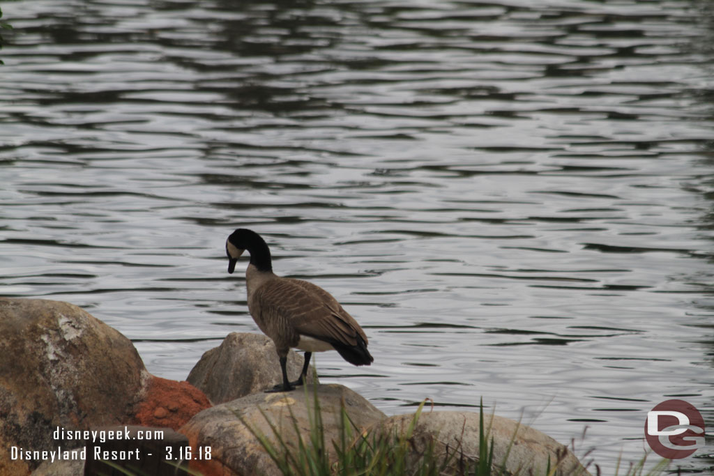 Some large geese hanging  out by Splash Mountain.