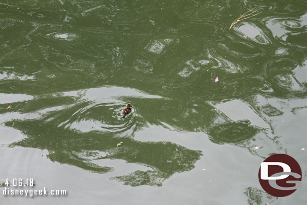 I spotted a couple ducklings in the Rivers of America, here is one.