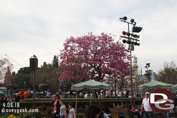 One tree in the hub is still in bloom.