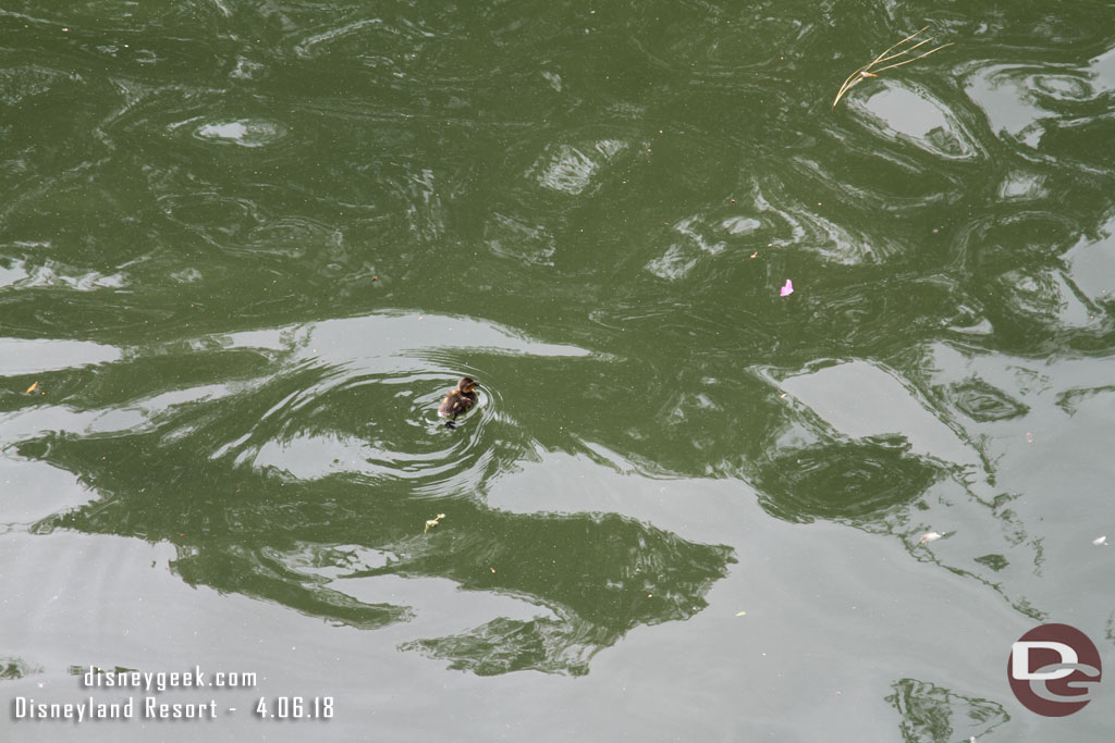 I spotted a couple ducklings in the Rivers of America, here is one.