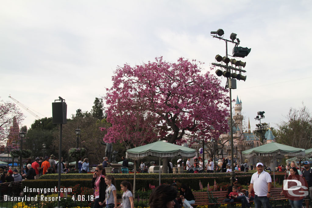 One tree in the hub is still in bloom.