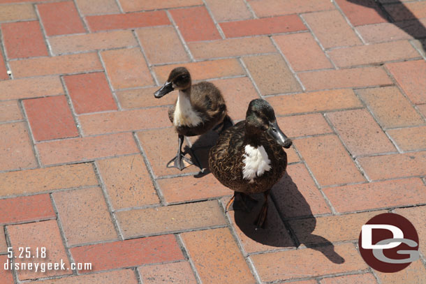 A couple ducks out for a stroll in the hub.