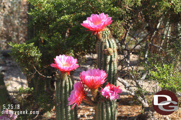 Some cactus were in bloom in Ornament Valley