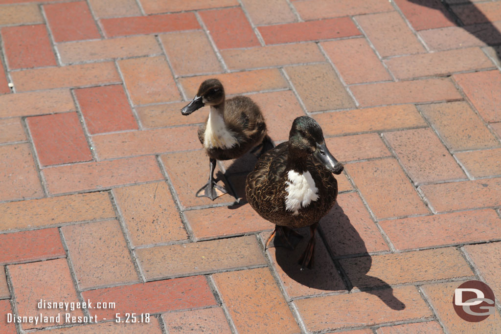 A couple ducks out for a stroll in the hub.