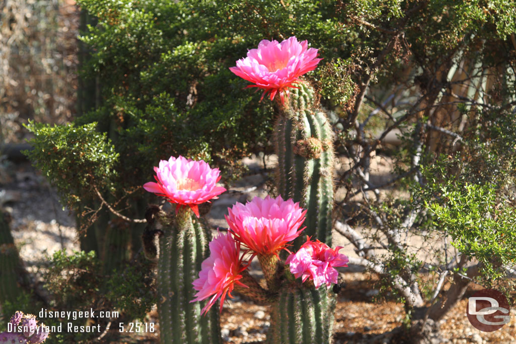 Some cactus were in bloom in Ornament Valley