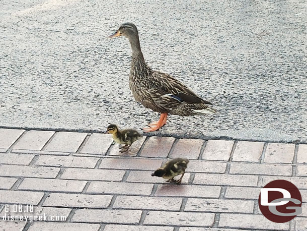 Some ducks out for a stroll.