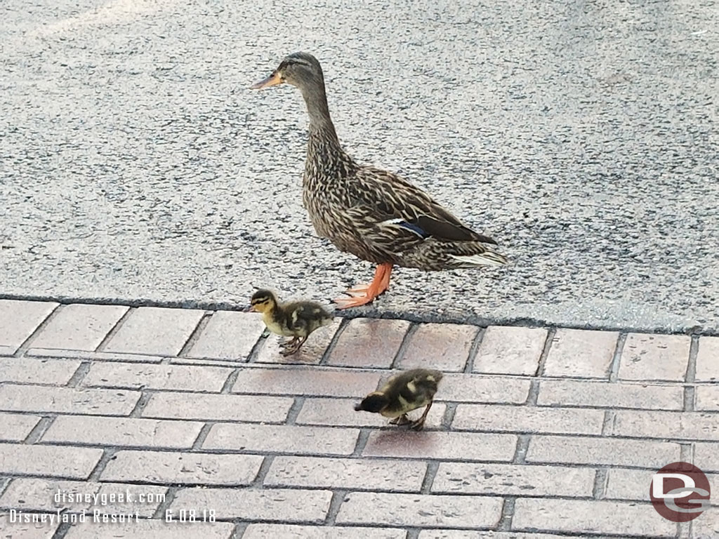 Some ducks out for a stroll.