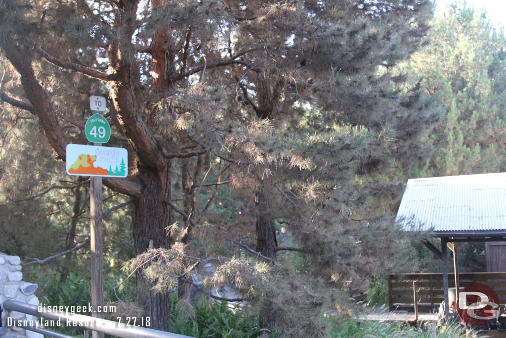 Some of the pine tress in the Grizzly Peak area seem to be having some problems with all the hot weather.