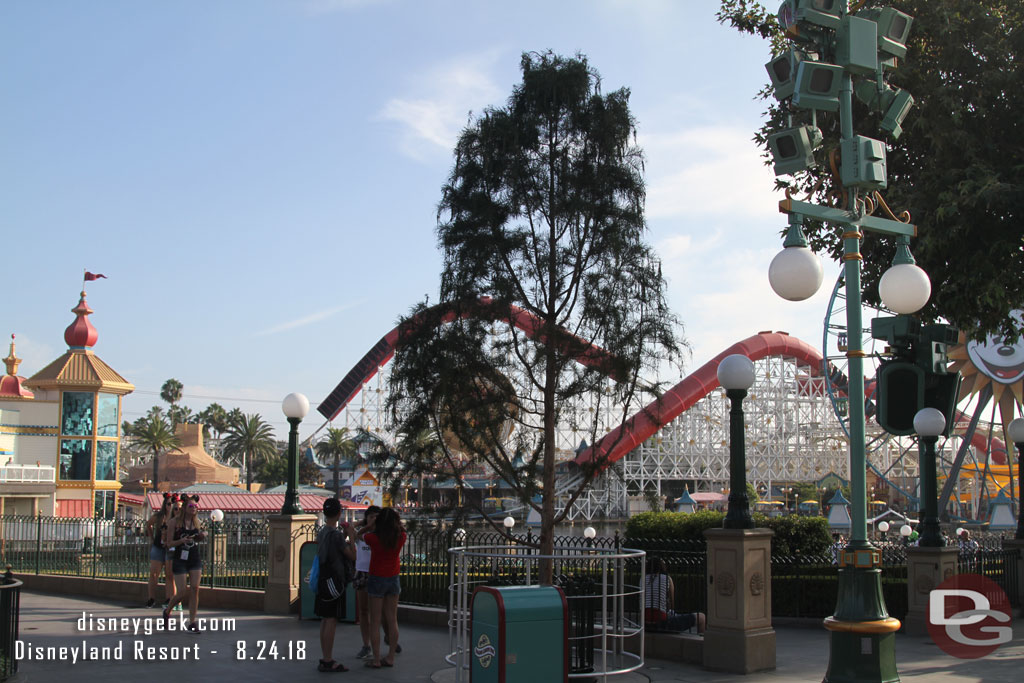 One of the new smaller trees in Paradise Gardens Park.