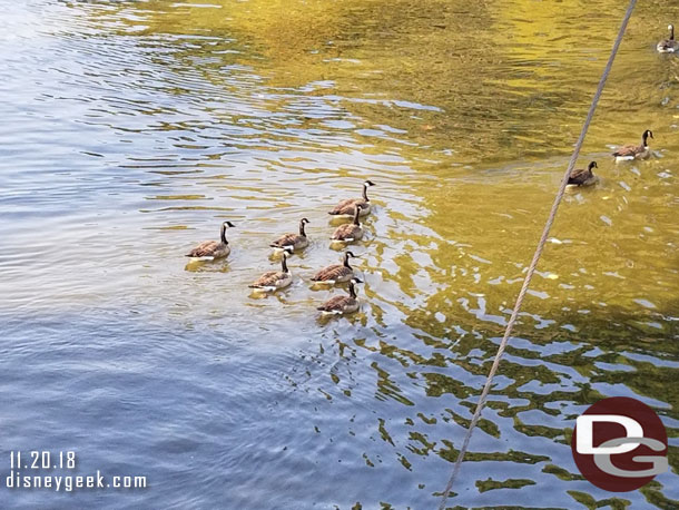 A lot of birds in the water today.  Here are just a few. 