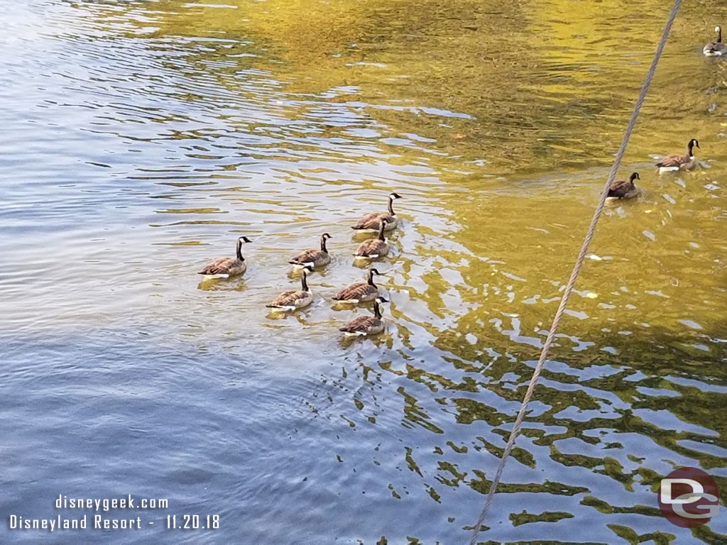 A lot of birds in the water today.  Here are just a few. 