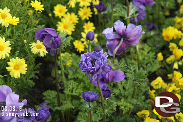 Some spring blooms in Town Square.