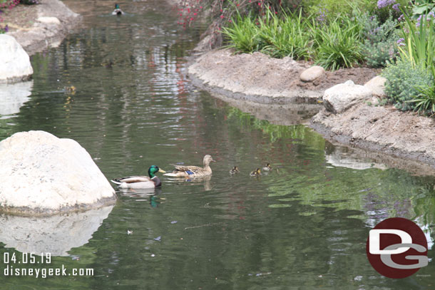 A family of ducks out for a swim.