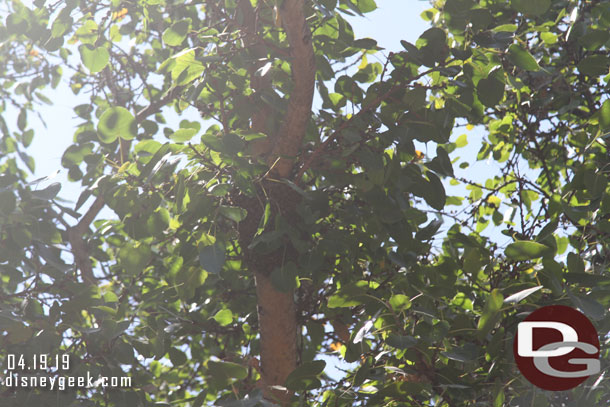 Overhead you could see a bee hive in one of the trees.  