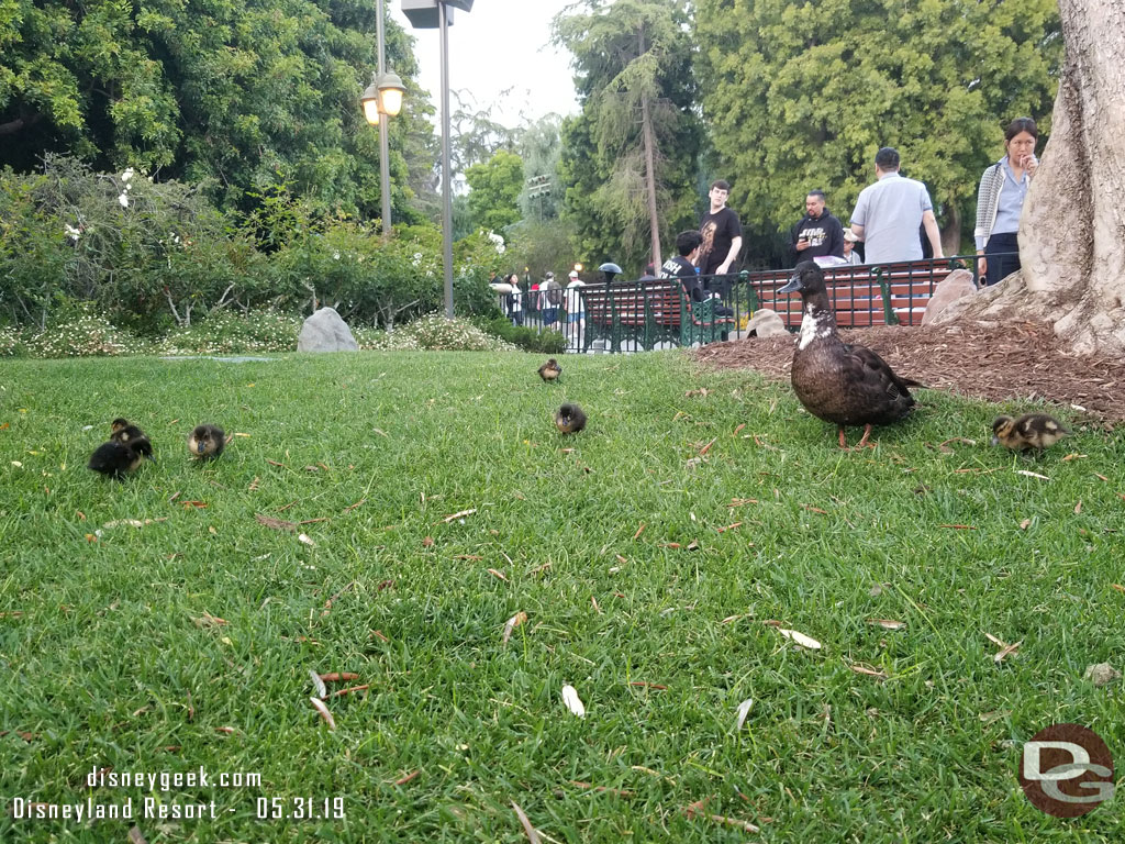 A family of ducks out enjoying the grass.