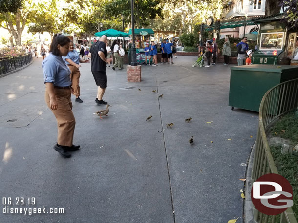 Ducklings exploring New Orleans Square.. heading for the popcorn cart.