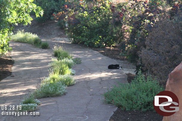 A cat hanging out on this trail.