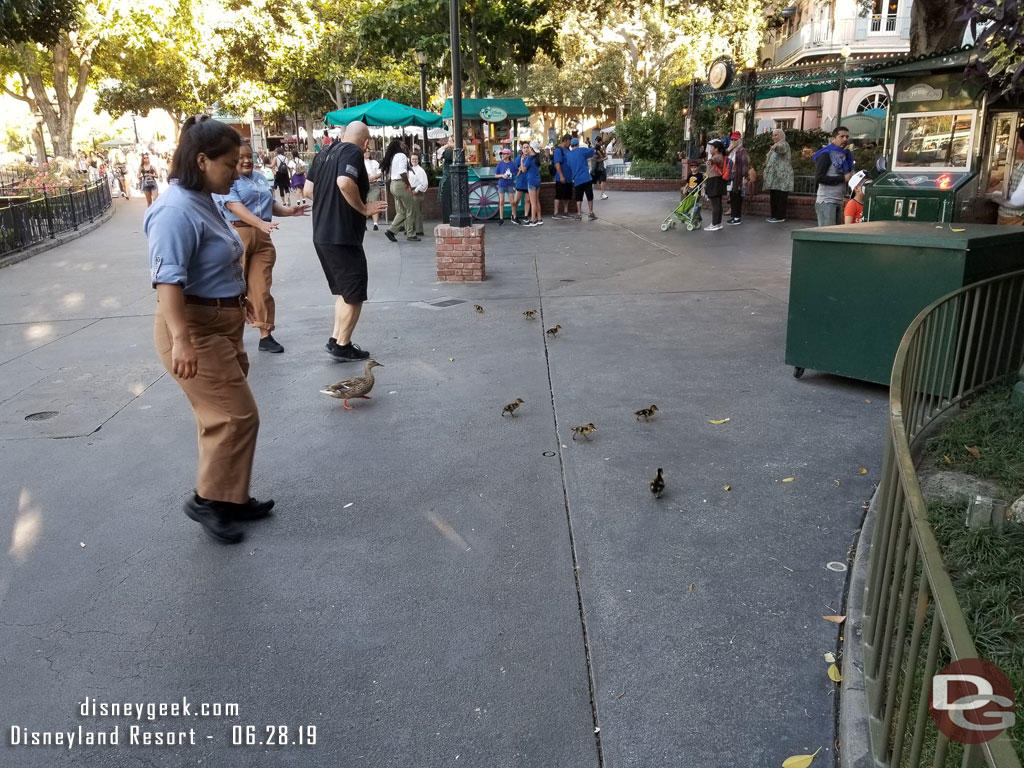 Ducklings exploring New Orleans Square.. heading for the popcorn cart.