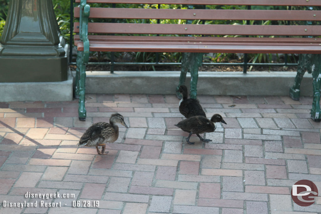 Quite a few ducks out and about in the hub this evening.