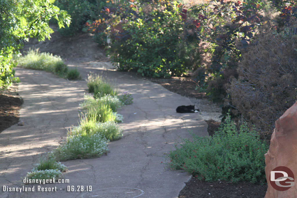 A cat hanging out on this trail.