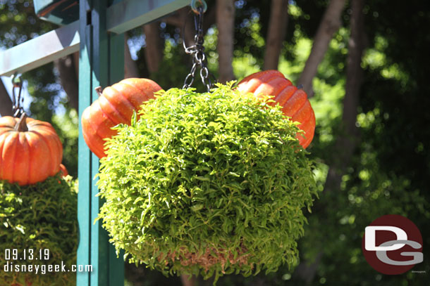 Halloween / Mickey inspired hanging plants.