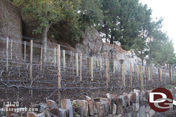 The vineyard has been pruned for the winter.