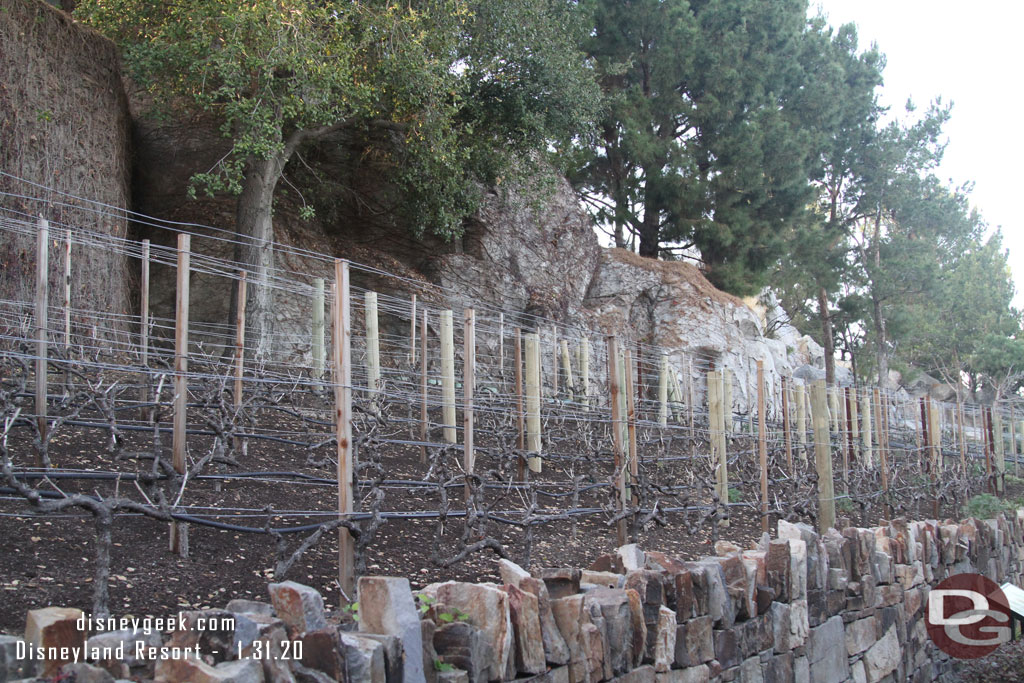 The vineyard has been pruned for the winter.