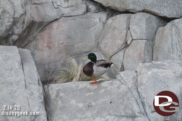 A duck standing on one foot and just hanging out.