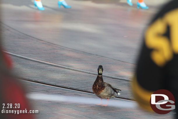 A duck was out on the parade route enjoying the premiere 