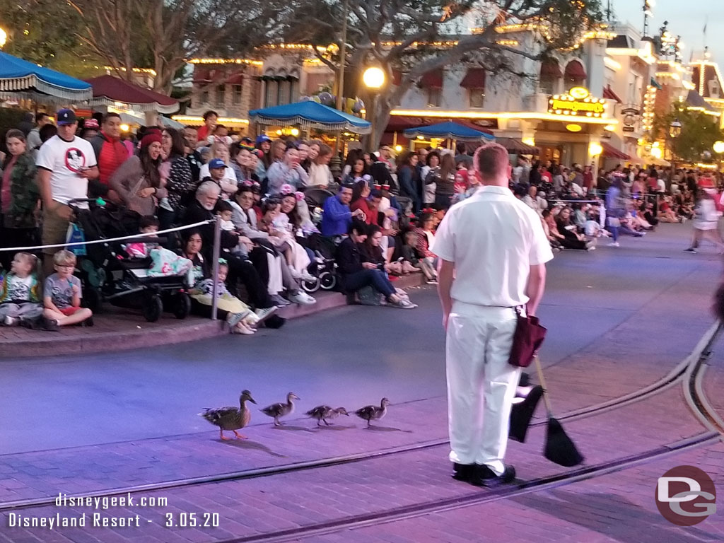 A family of ducks out for a walk