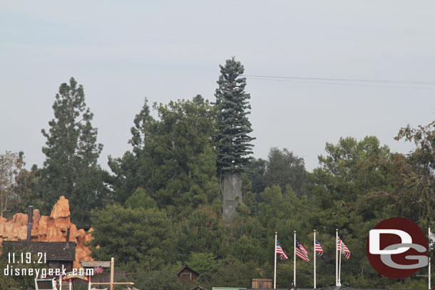 Tinker Bell's tree really stood out this morning from this angle.