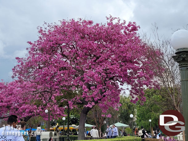 Even with the gray skies the spring blooms look great.