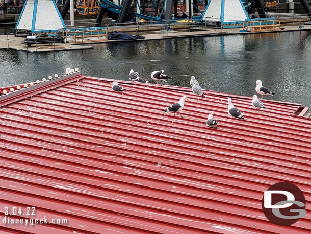 The Sea Gulls really like the roof.