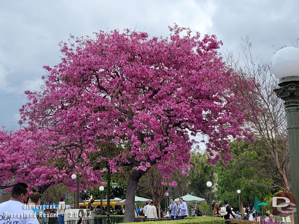 Even with the gray skies the spring blooms look great.