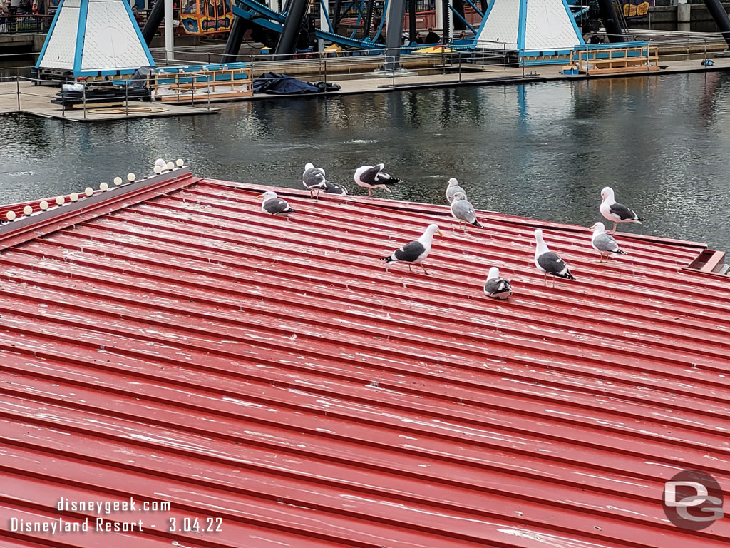 The Sea Gulls really like the roof.