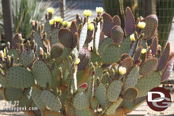 Passing through Ornament Valley. Some cactus is starting to bloom.