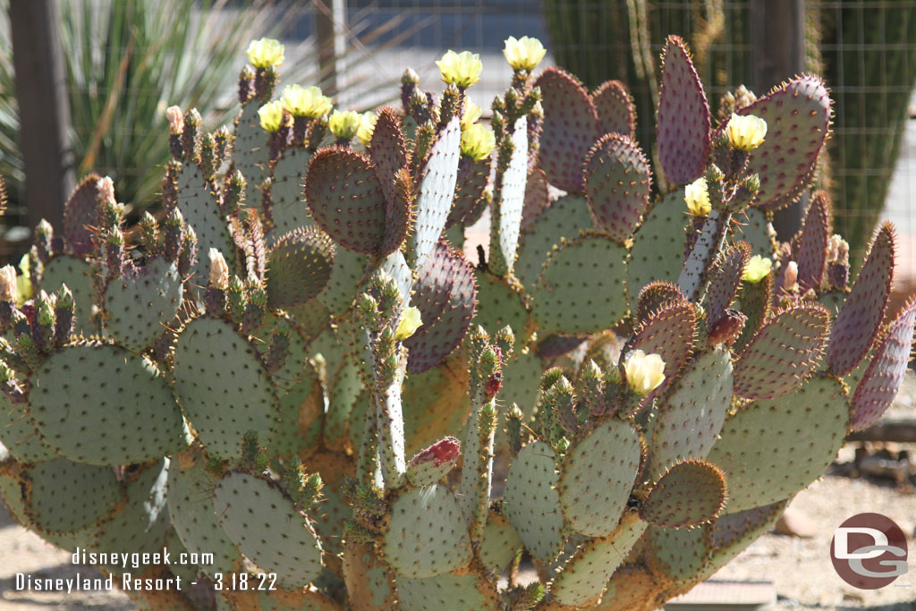 Passing through Ornament Valley. Some cactus is starting to bloom.