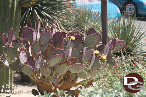 Some cactus are blooming.