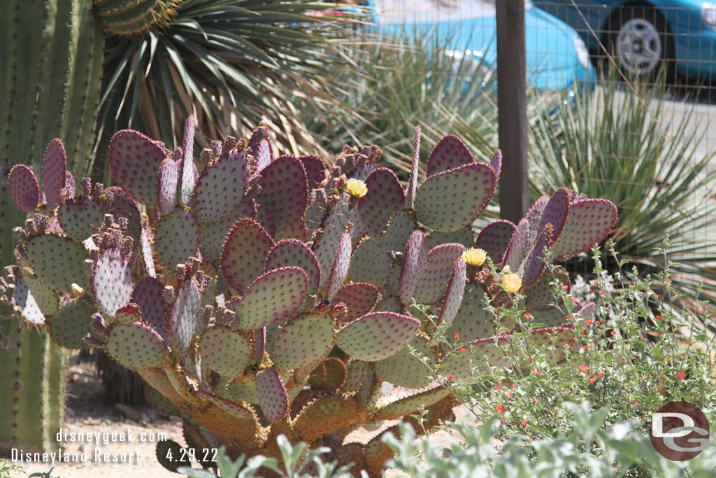 Some cactus are blooming.