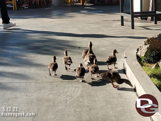 A family of ducks on the move.