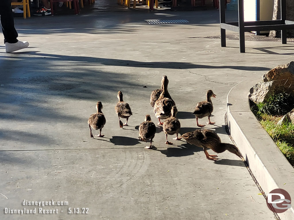 A family of ducks on the move.