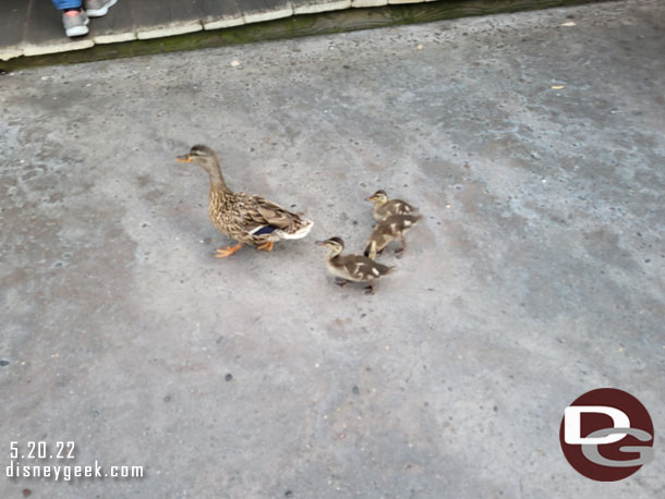 A family of ducks out for a stroll