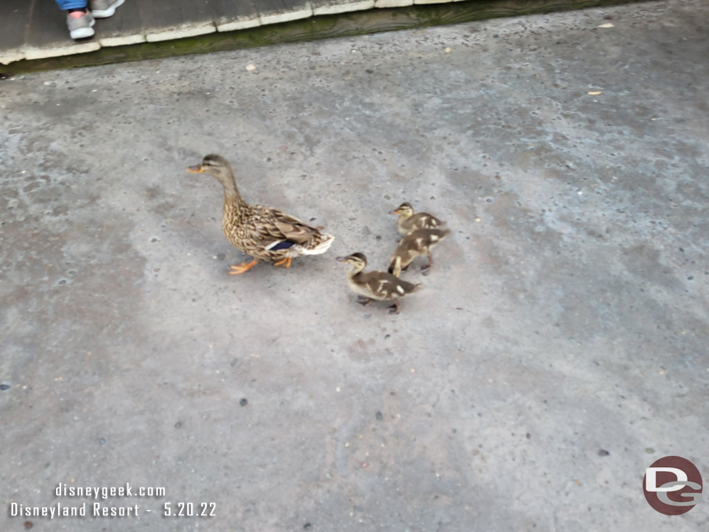 A family of ducks out for a stroll