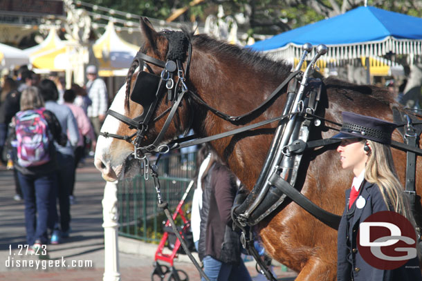 A new horse was training this morning.