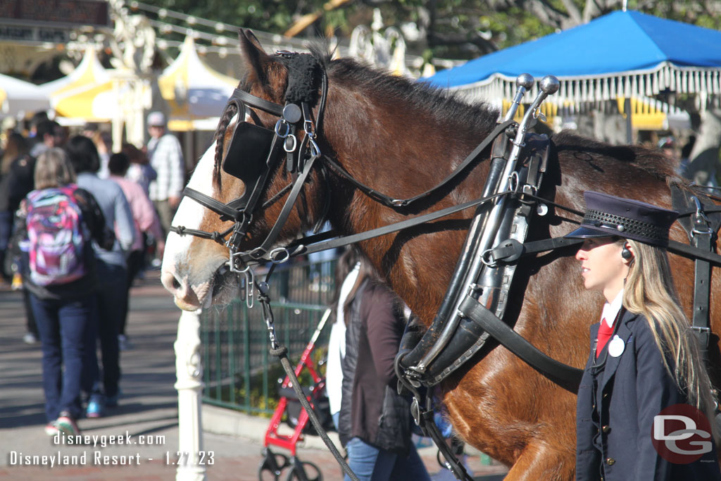 A new horse was training this morning.