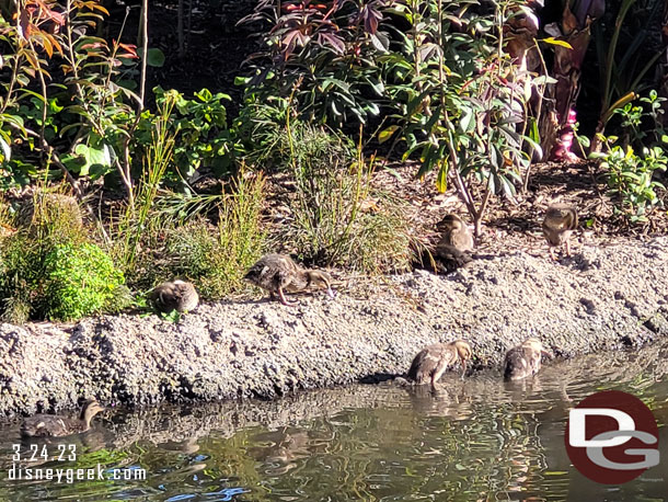 Some ducklings near Adventureland