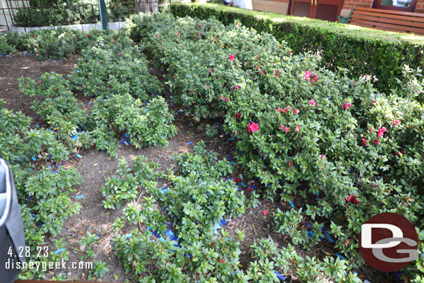 Confetti from the morning celebration was still in the planters