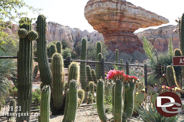 The cactus in Ornament Valley are starting to bloom.