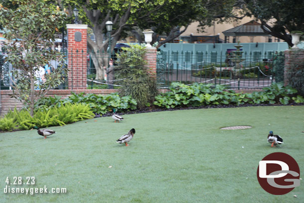 Ducks enjoying the lawn.