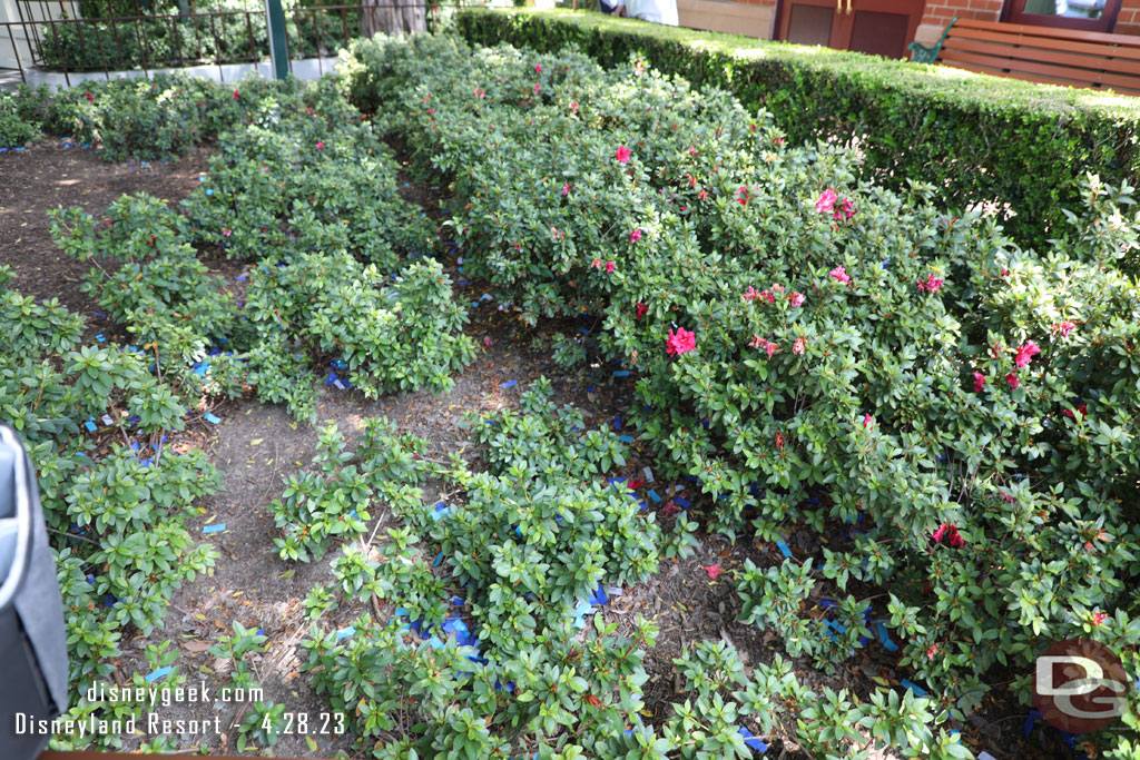 Confetti from the morning celebration was still in the planters